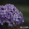 オールドレンズ