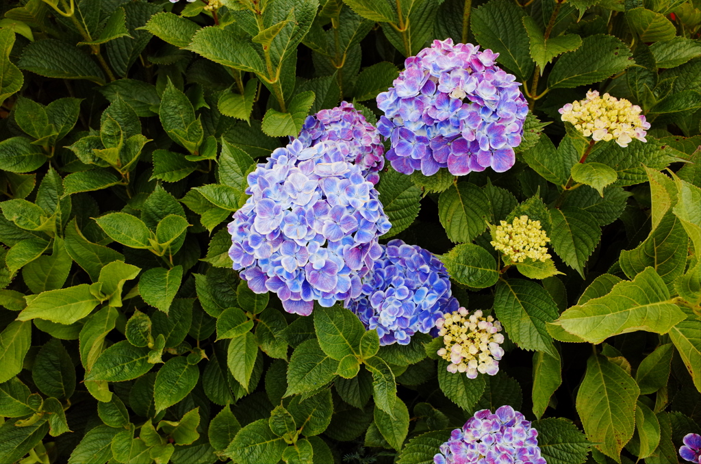 今日の紫陽花