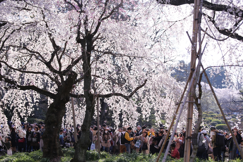 新宿御苑の桜