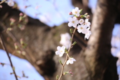 自由が丘の桜2020