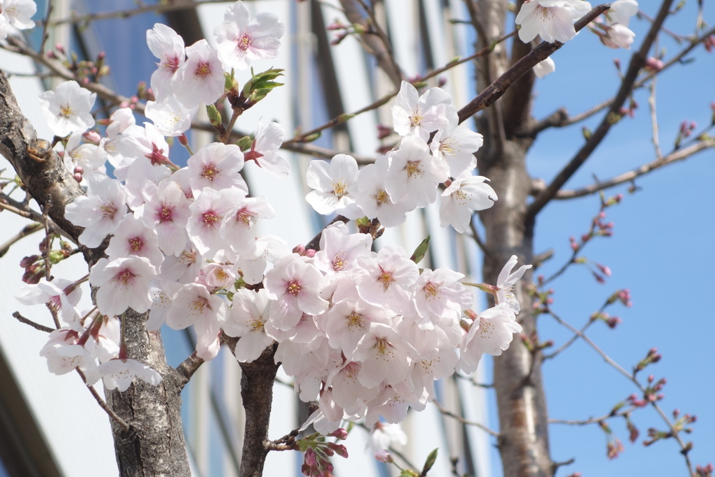 桜