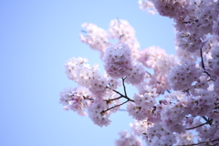 新宿御苑の桜