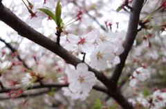 中目黒の桜