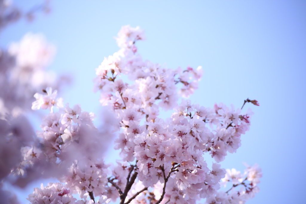 新宿御苑の桜