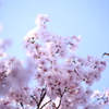 新宿御苑の桜