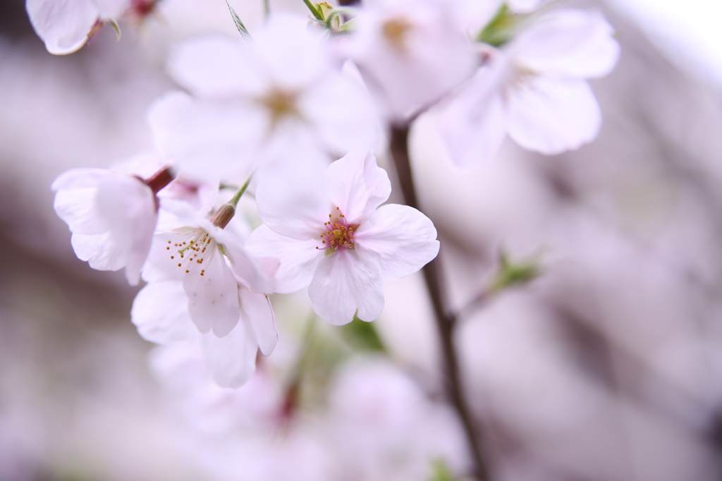 桜