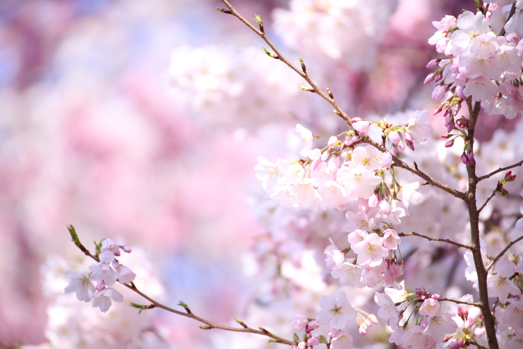 新宿御苑の桜