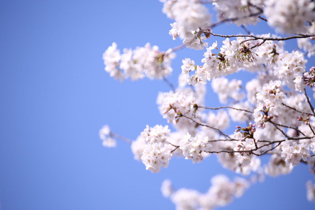 新宿御苑の桜