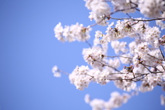 新宿御苑の桜