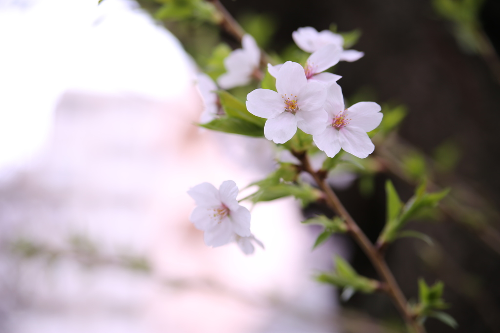 桜