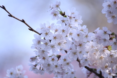 新宿御苑の桜