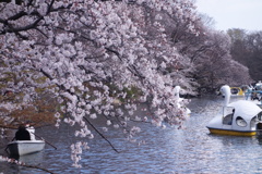 井の頭公園の桜