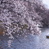 井の頭公園の桜