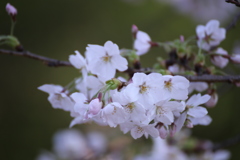 新宿御苑の桜
