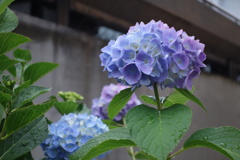 あじさいの時期