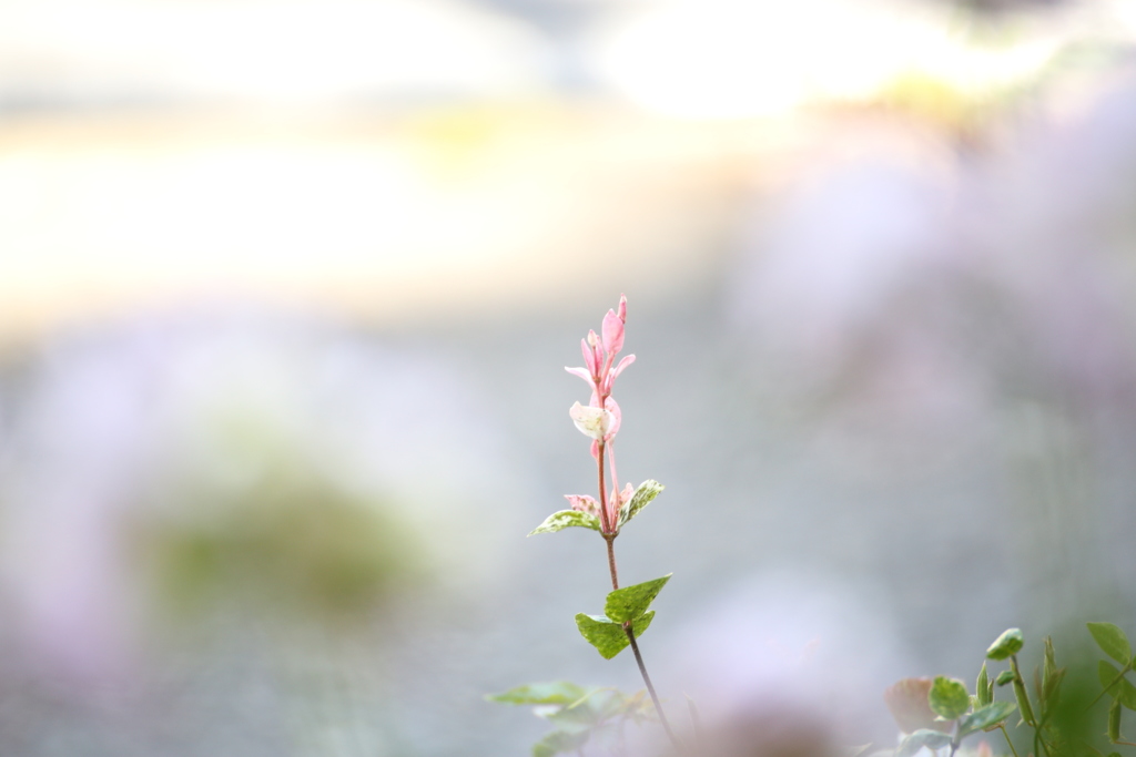 なんか草