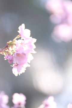 新宿御苑の桜