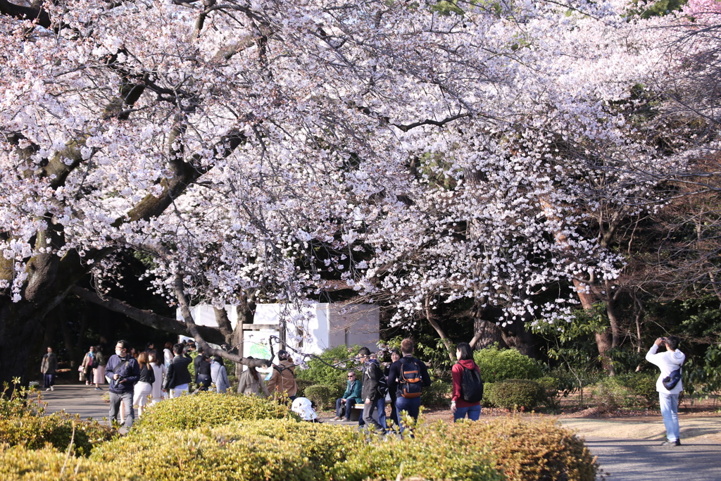 新宿御苑の桜