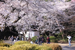 新宿御苑の桜