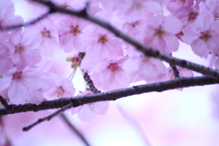 新宿御苑の桜