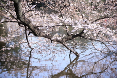 新宿御苑の桜