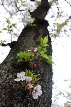 中目黒の桜