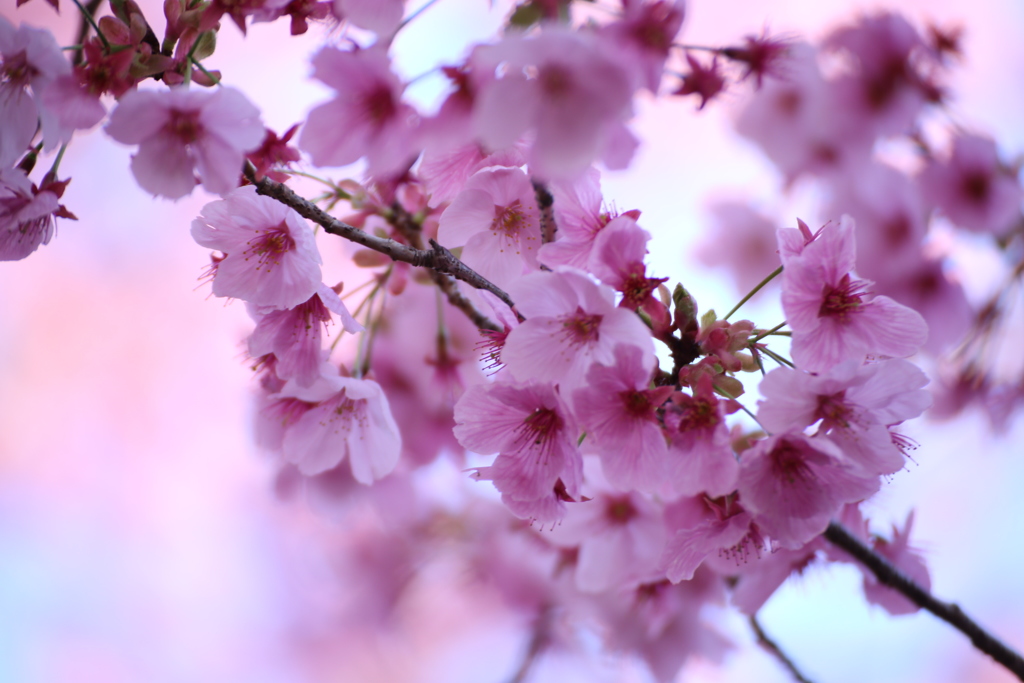 新宿御苑の桜