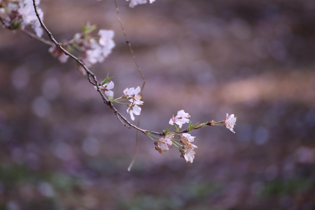 新宿御苑の桜