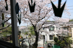 窓からさくら