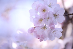 新宿御苑の桜