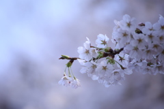 新宿御苑の桜