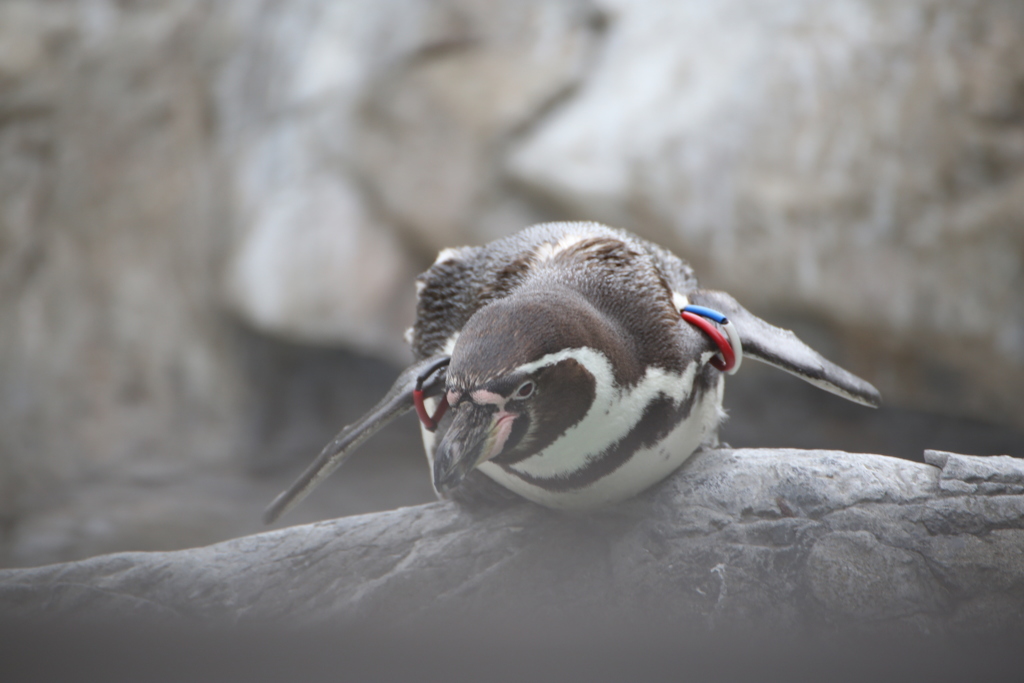 ペンギン