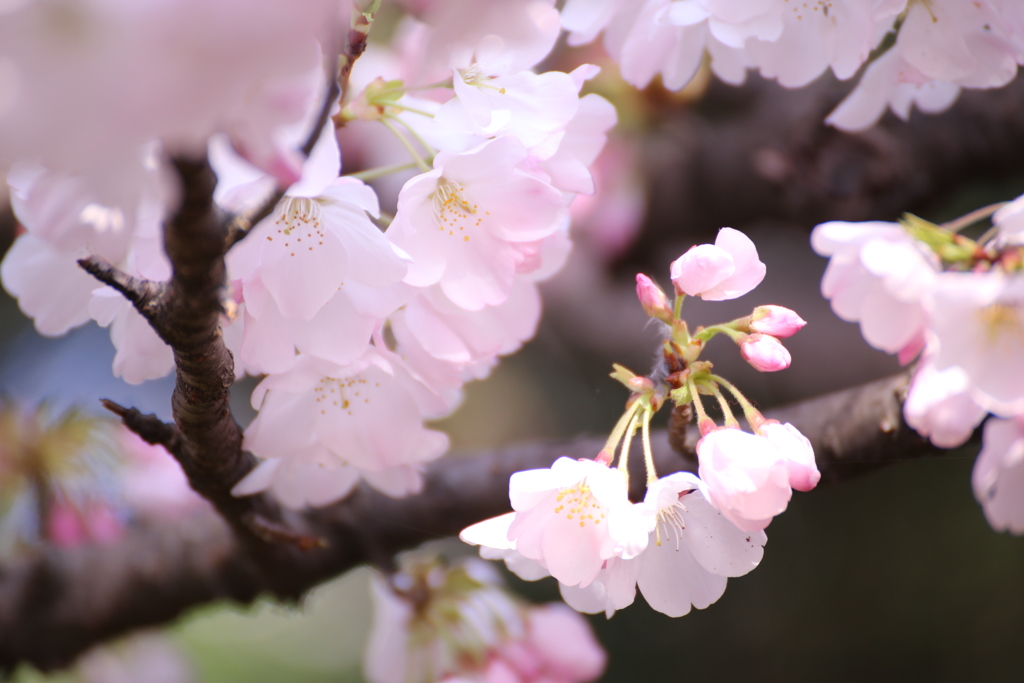 新宿御苑の桜