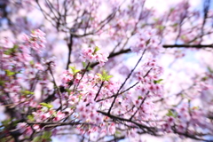 新宿御苑の桜