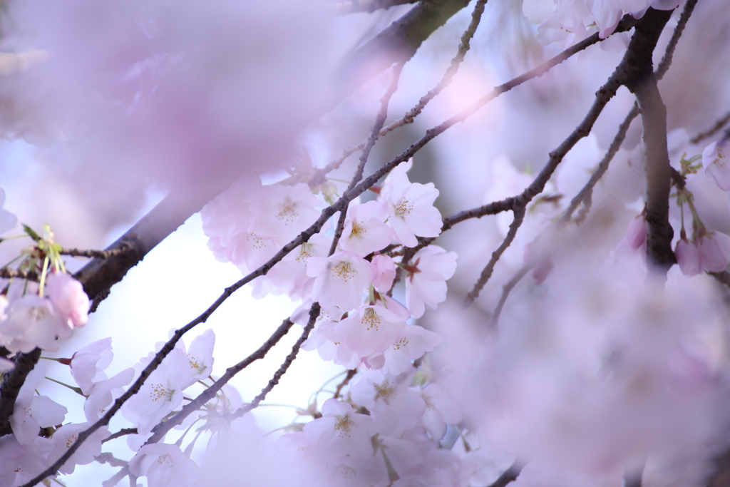 新宿御苑の桜