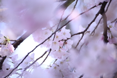 新宿御苑の桜