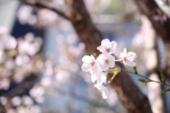 桜