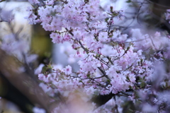 新宿御苑の桜