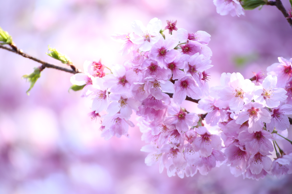 新宿御苑の桜