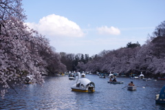 井の頭公園の桜