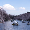 井の頭公園の桜