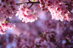 新宿御苑の桜