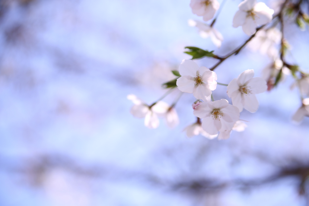 桜