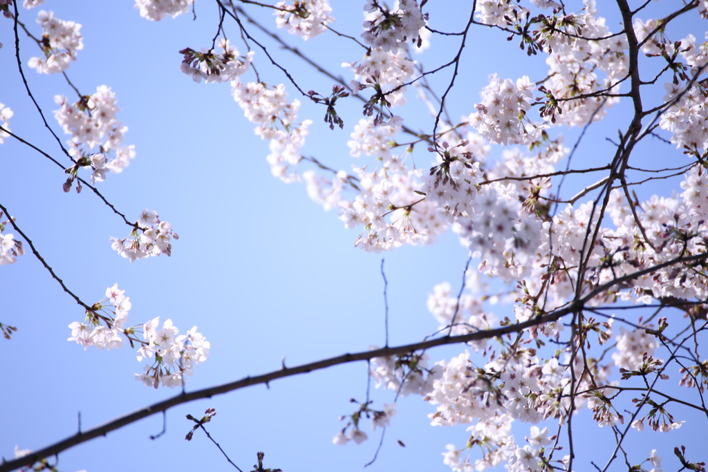 桜