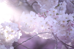 新宿御苑の桜