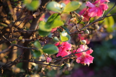 なんか花