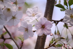 自由が丘の桜2020