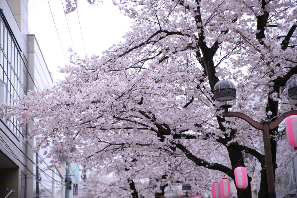 桜