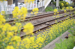 菜の花