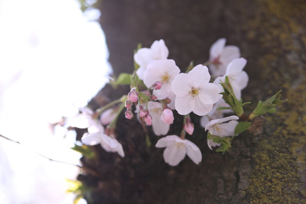 桜